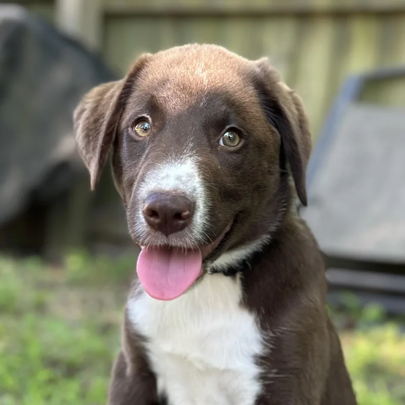 A baby medium-sized male Brown / Chocolate Labrador Retriever dog named Boise for adoption in Richmond, VA