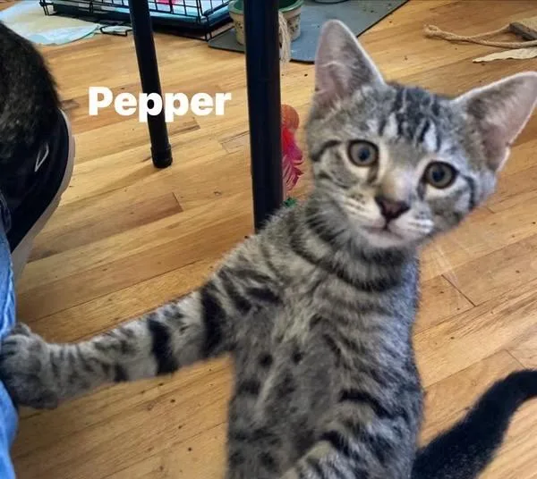 A baby small-sized female Tabby (Gray / Blue / Silver) Domestic Short Hair cat named Pepper for adoption in Turnersville, NJ