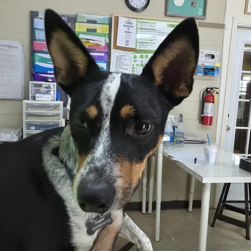 A young small-sized male Black Terrier dog named Turkey for adoption in Denison, TX