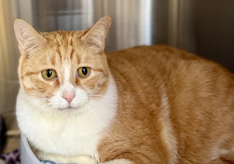 An adult extra large-sized male Orange & White Domestic Short Hair cat named Sunshine for adoption in Prescott, AZ