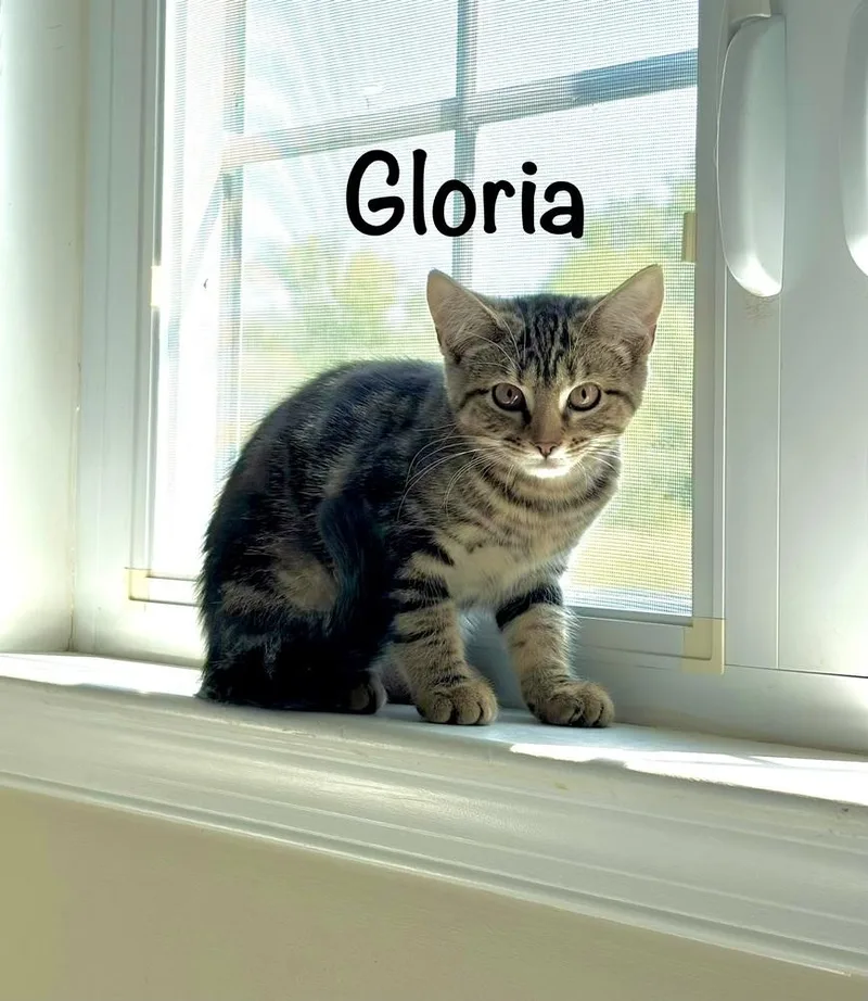 A baby small-sized female Domestic Short Hair cat named Gloria for adoption in Telford, PA