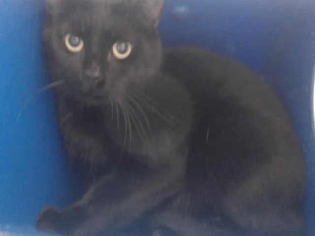 An adult medium-sized male Domestic Short Hair cat named Batty for adoption in Orlando, FL