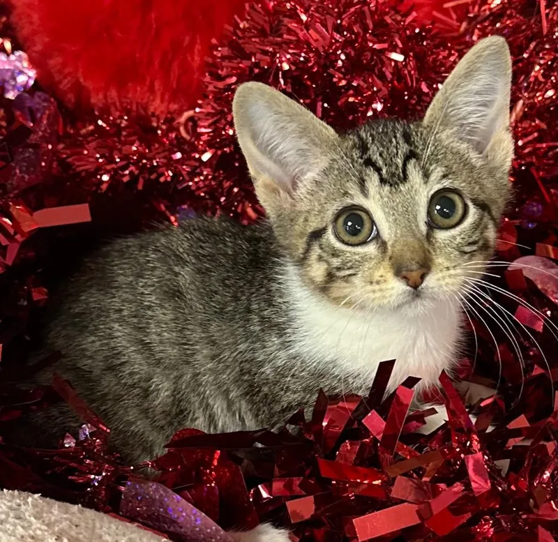A baby small-sized female Domestic Short Hair cat named Ruby for adoption in Stillwater, OK