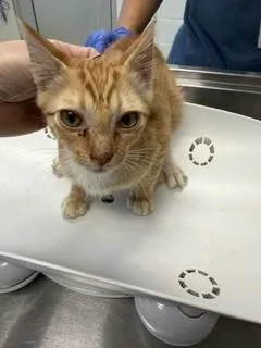 A baby small-sized male Domestic Short Hair cat named Garfield for adoption in Haw River, NC
