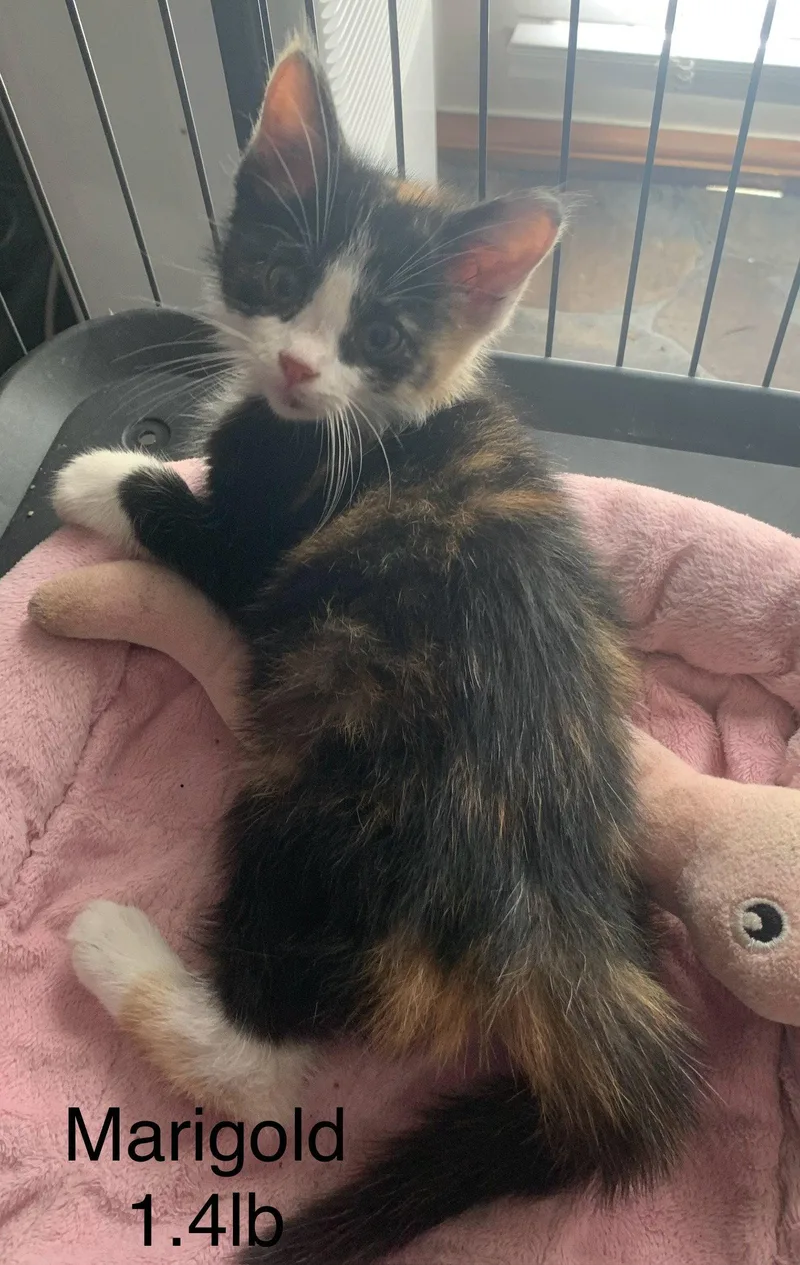 A young medium-sized female Domestic Short Hair cat named Marigold for adoption in White Bluff, TN