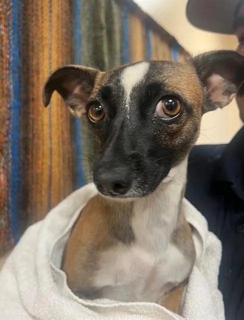 A young small-sized female Chihuahua dog named Shelby for adoption in Thousand Palms, CA