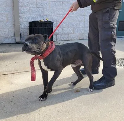 An adult medium-sized male Pit Bull Terrier dog named Lockwood for adoption in Hamilton, NJ