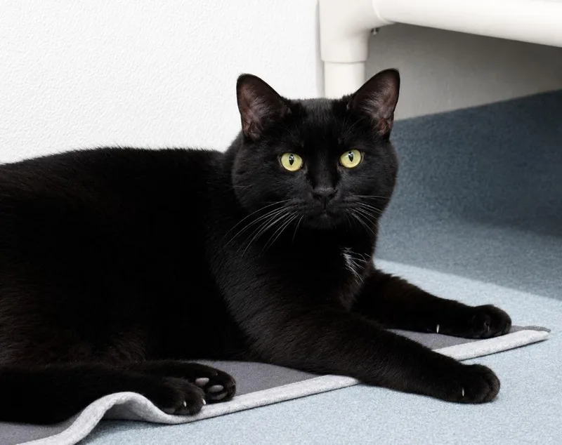 An adult medium-sized male Domestic Short Hair cat named Geordi for adoption in Cumberland, ME