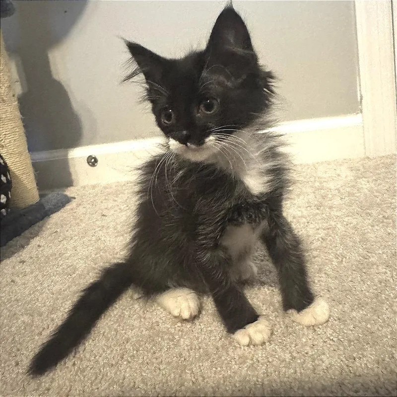 A baby small-sized female Black Domestic Short Hair cat named Ember Wake for adoption in Fredericksburg, VA