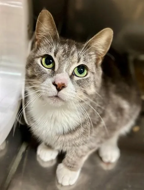 A young medium-sized female Domestic Short Hair cat named Rona for adoption in York, SC