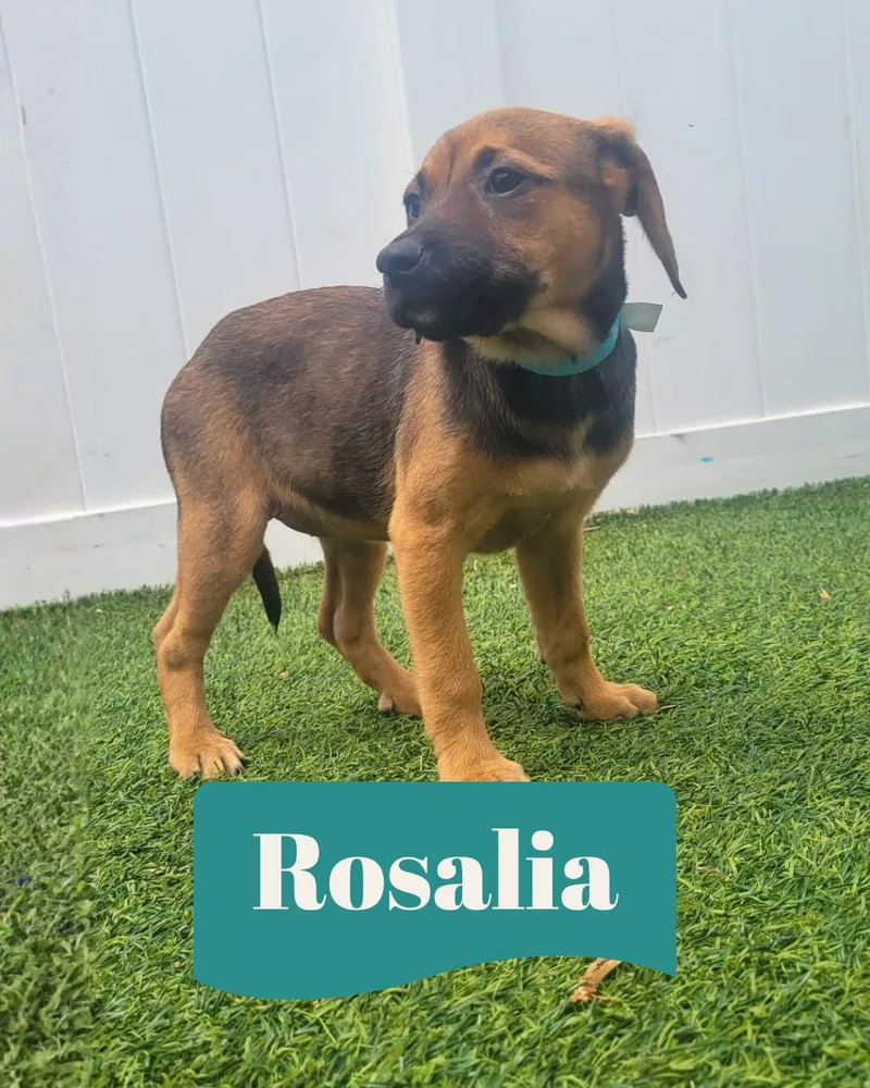 Isabella Pup Rosalia