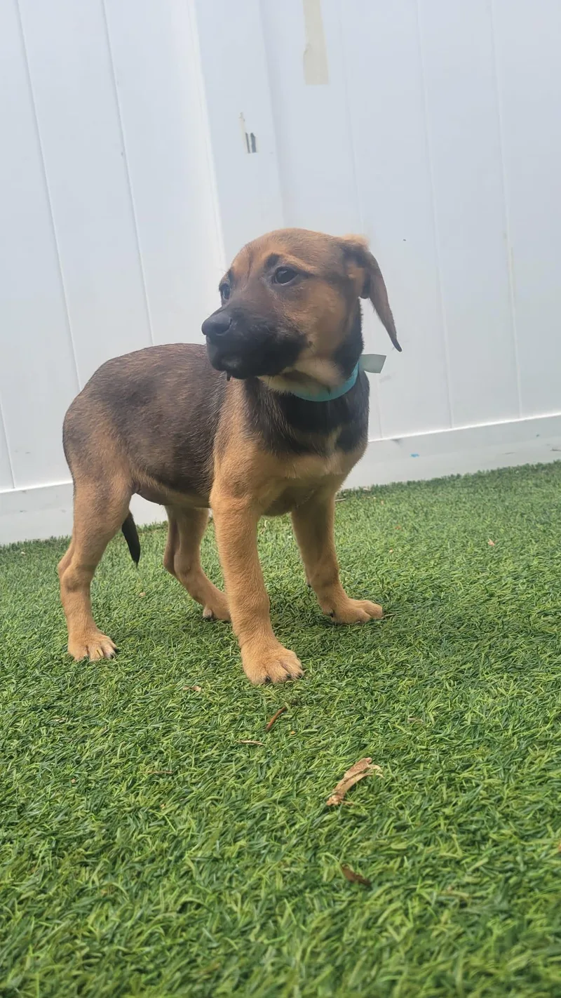 Isabella Pup  Rosalia thumbnail 2