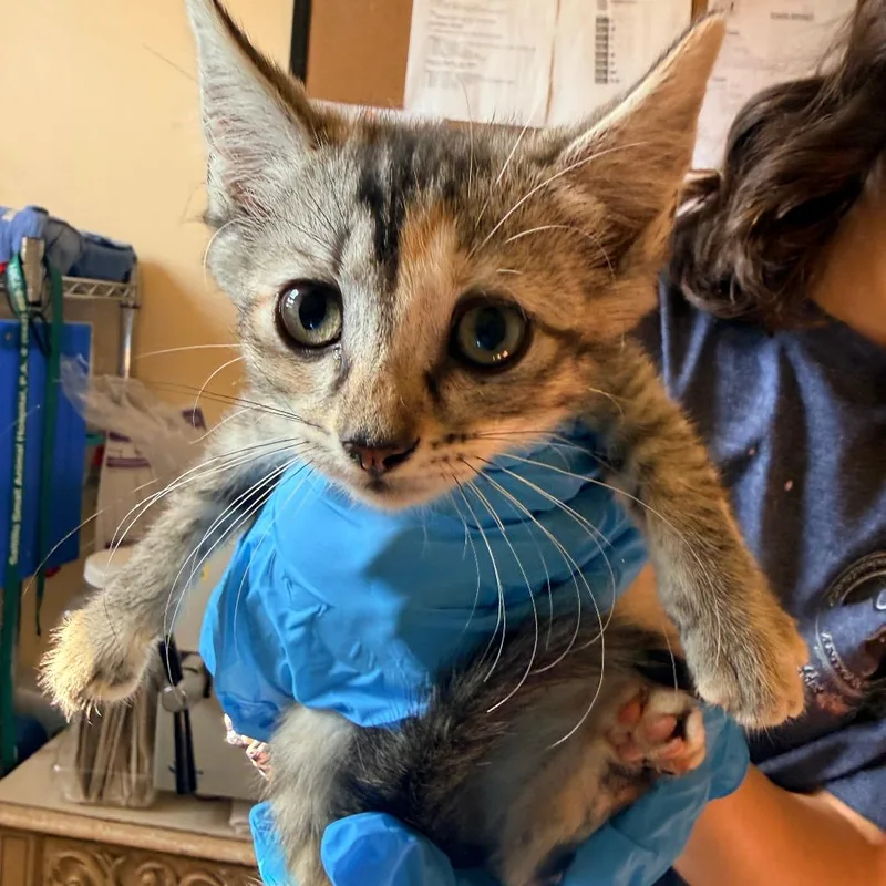 A baby small-sized female Gray / Blue / Silver Domestic Short Hair cat named Zella for adoption in Corinth, MS
