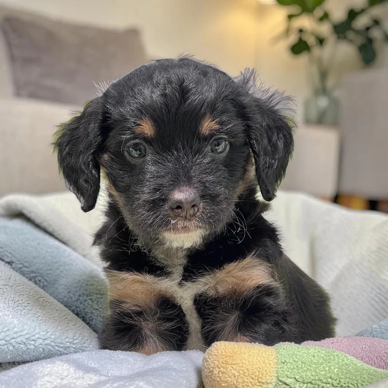 A baby medium-sized male Spaniel dog named Bloom Pup Crocus for adoption in San Diego, CA
