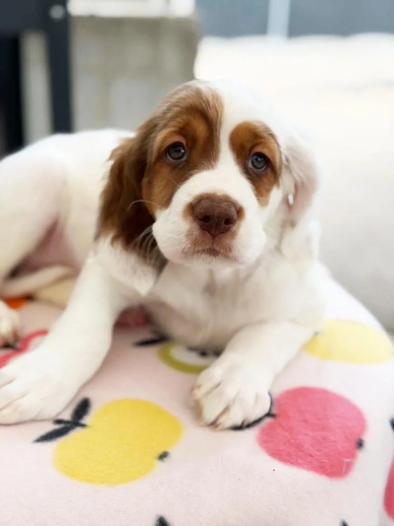 Apple Litter  Keepsake thumbnail 2