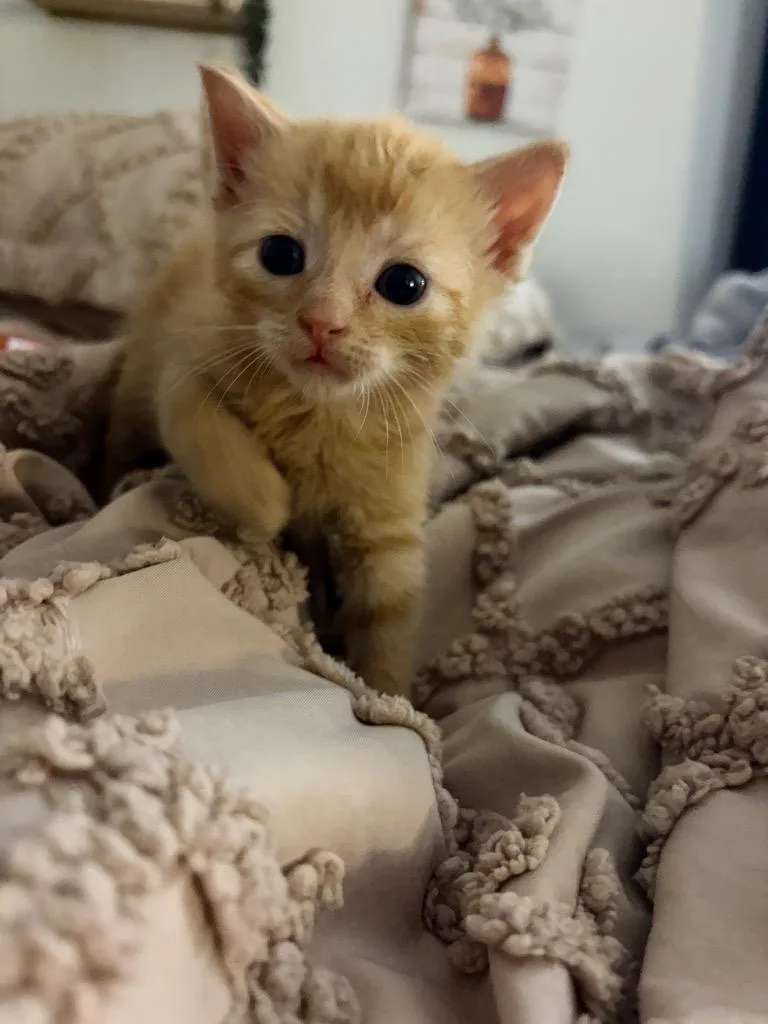 A baby small-sized female Domestic Short Hair cat named Lemon Meringue for adoption in Wintersville, OH