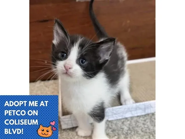 A baby small-sized male Domestic Short Hair cat named Flounder for adoption in Fort Wayne, IN