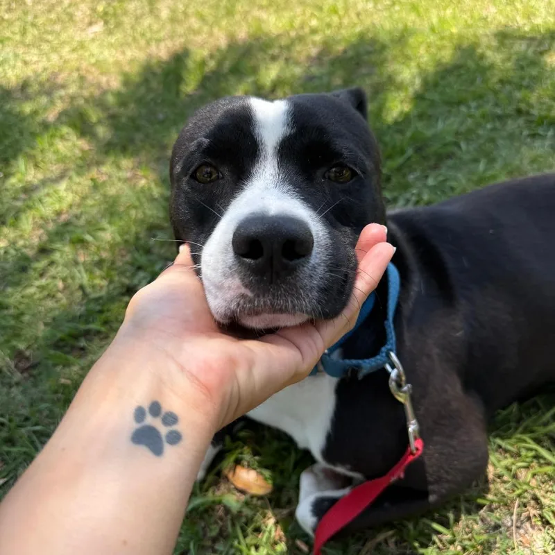 A young medium-sized male Black Mixed Breed dog named Bandit for adoption in Sarasota, FL