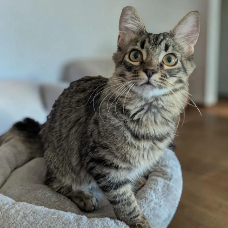 A baby medium-sized male Brown / Chocolate Domestic Medium Hair cat named Chive for adoption in Fort Worth, TX