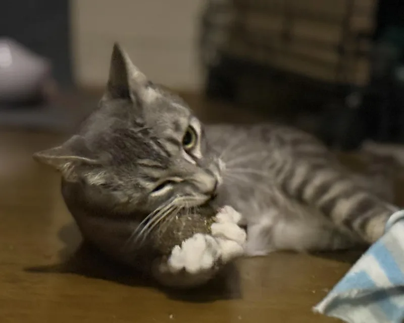 Luna Ironwood thumbnail 3