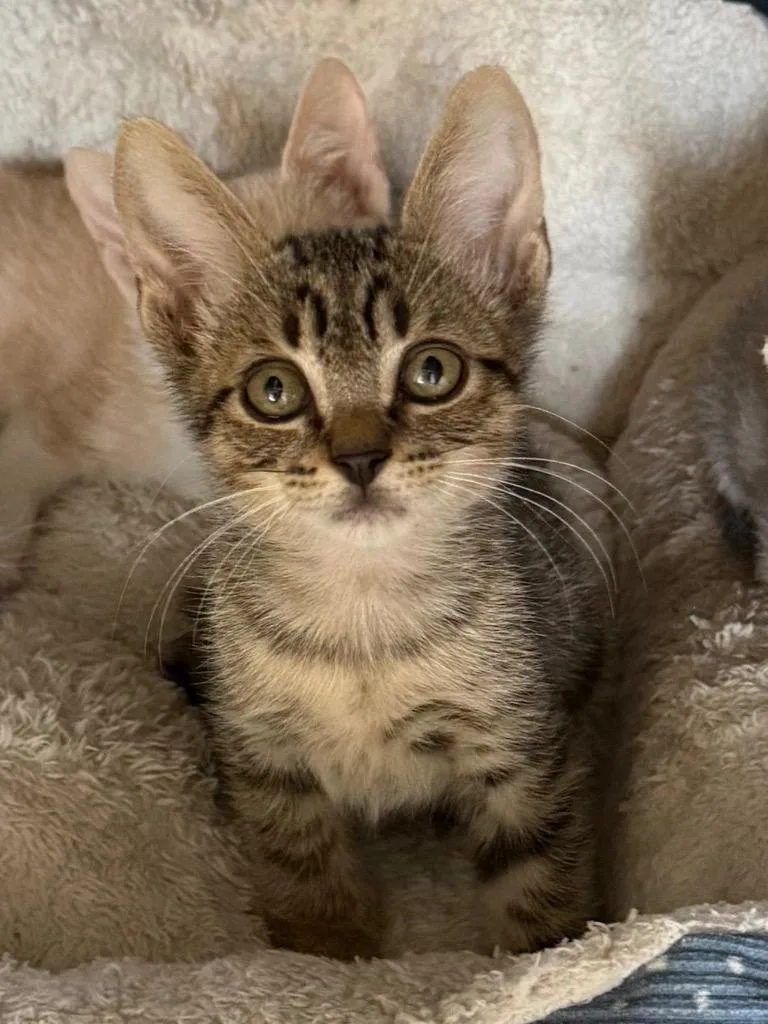 A baby small-sized male Tabby cat named Juanmiguel for adoption in Brookhaven, MS
