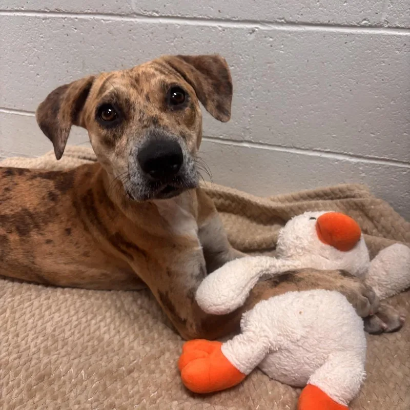 Cookie Butter thumbnail 2