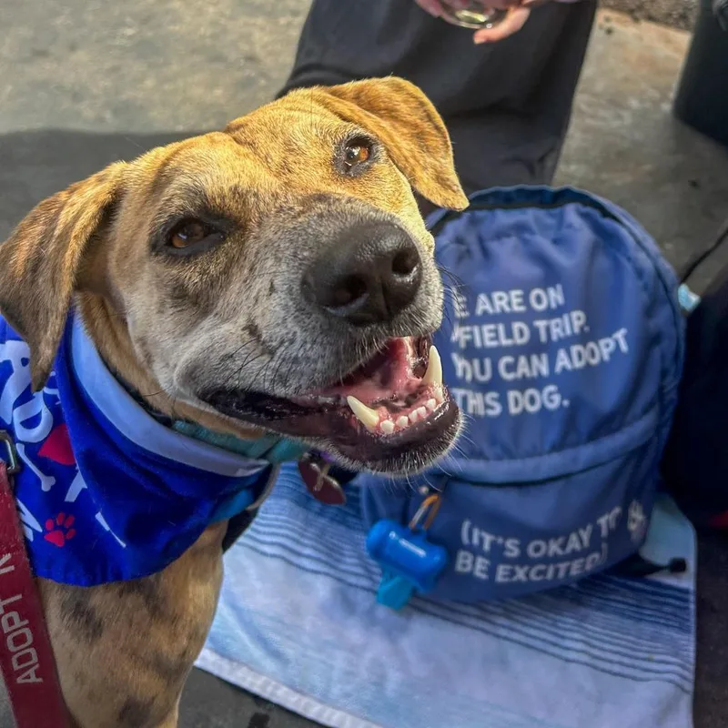 Cookie Butter thumbnail 6