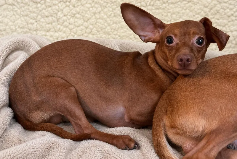 A young small-sized male Chihuahua dog named Derby for adoption in Boca Raton, FL