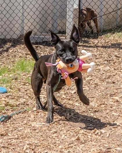 An adult medium-sized male Mixed Breed dog named Rodrigo for adoption in Chamblee, GA