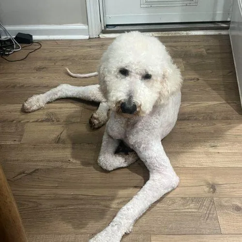 A baby medium-sized male Yellow / Tan / Blond / Fawn Standard Poodle dog named Theo for adoption in Sanford, NC