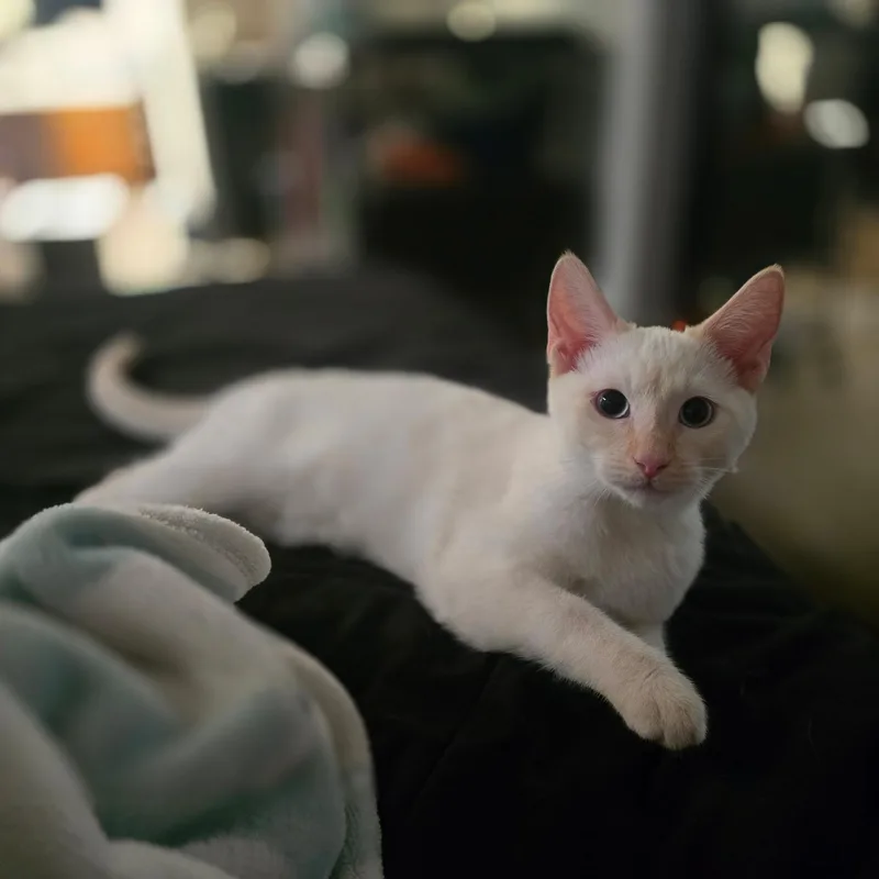 A baby medium-sized male Buff & White Siamese cat named Cobalt for adoption in Hayward, CA