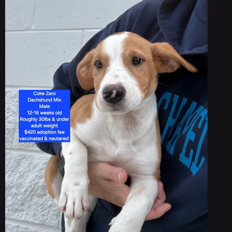 A baby small-sized male Dachshund dog named Coke Zero for adoption in Oviedo, FL