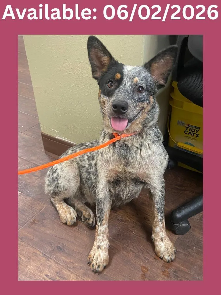 A young medium-sized female Australian Cattle Dog / Blue Heeler dog named Dog Kennel  Bluey for adoption in Greenville, TX