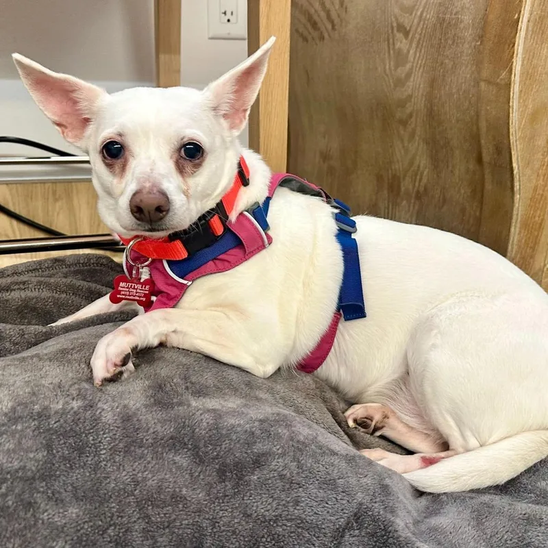 A senior small-sized female White / Cream Chihuahua dog named Fern for adoption in San Francisco, CA