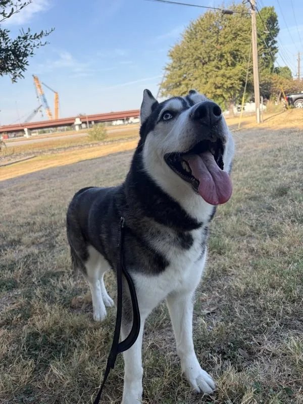 An adult large-sized male Siberian Husky dog named Togo for adoption in Austin, TX