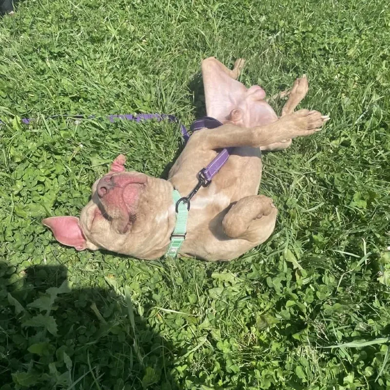 An adult medium-sized male Yellow / Tan / Blond / Fawn American Staffordshire Terrier dog named Ragnar for adoption in Uniontown, PA