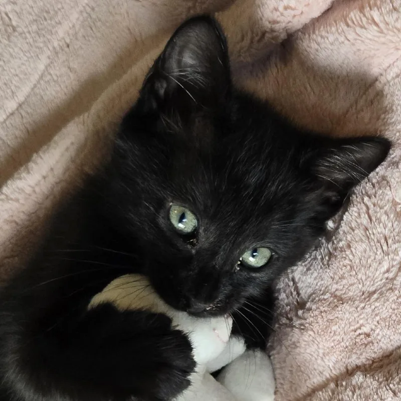 A baby small-sized female Domestic Short Hair cat named Arwen for adoption in Cumming, GA