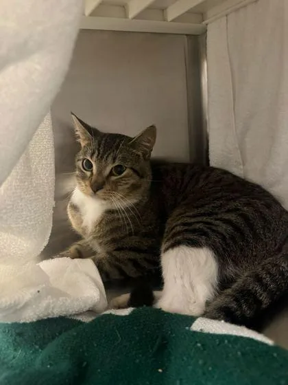 An adult medium-sized male Brown / Chocolate Domestic Short Hair cat named One Wish Willow for adoption in Kansas City, MO