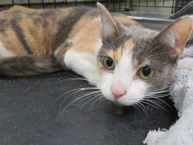 An adult small-sized female Domestic Short Hair cat named Sparkle for adoption in Oklahoma City, OK