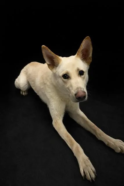 A young large-sized male White / Cream German Shepherd Dog dog named Eddie for adoption in Lake Wylie, SC