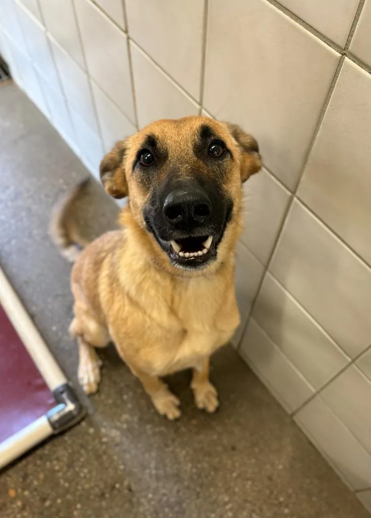 A young medium-sized female Belgian Shepherd / Malinois dog named Millie for adoption in Rock Springs, WY