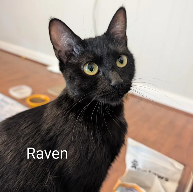 Raven thumbnail 2