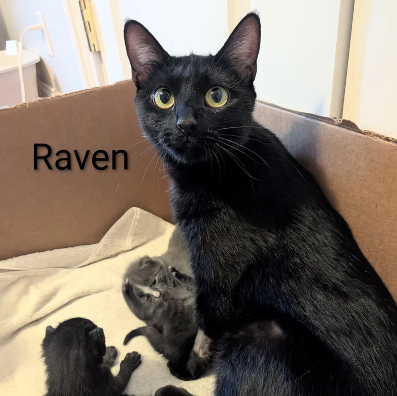 Raven thumbnail 3