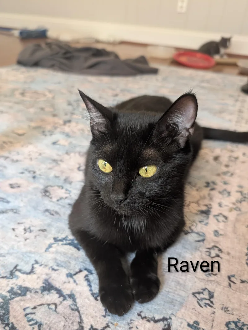 Raven thumbnail 5