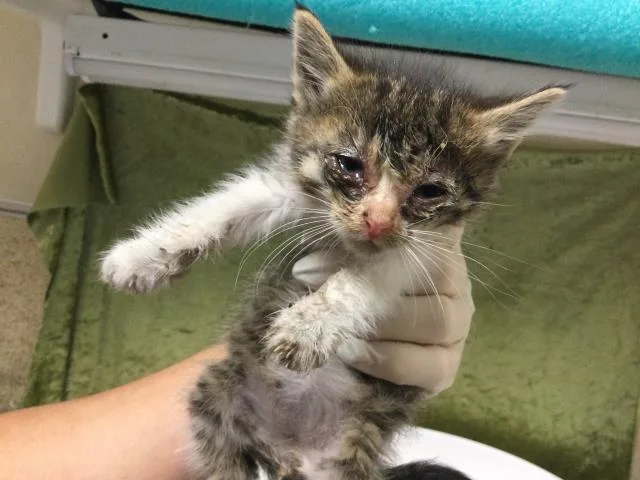 A baby small-sized female Domestic Short Hair cat named Shakira for adoption in Riverside, CA