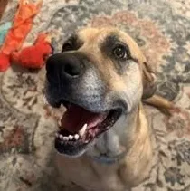 A senior large-sized female Black Mouth Cur dog named Zoe for adoption in Spring, TX