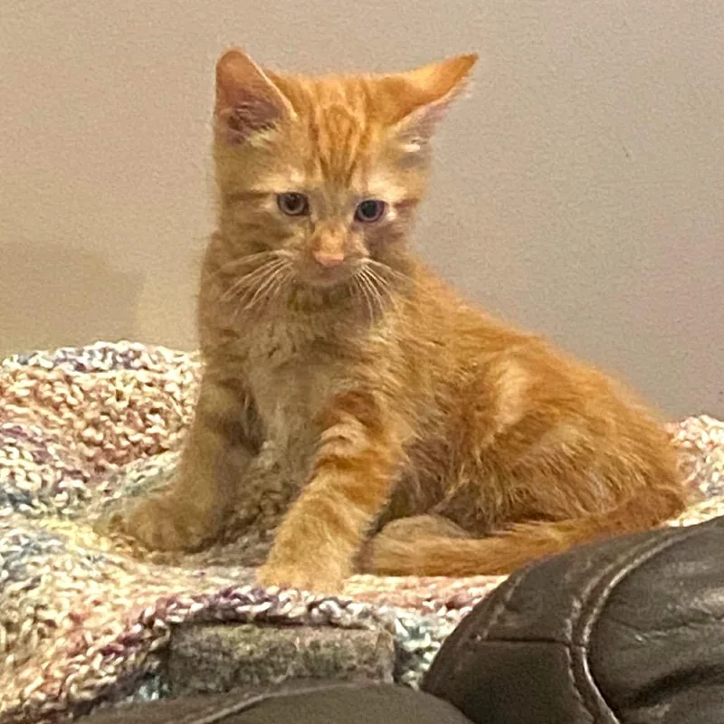 A baby small-sized male Orange / Red Domestic Short Hair cat named Dewey C for adoption in Princeton, MN