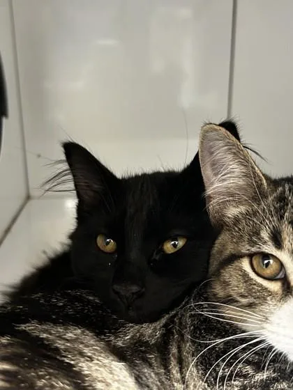 A young small-sized male Domestic Long Hair cat named Sesame for adoption in Roseville, CA