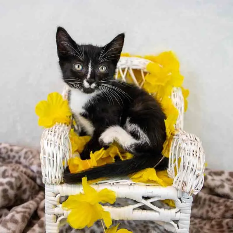 Hyacinth thumbnail 2