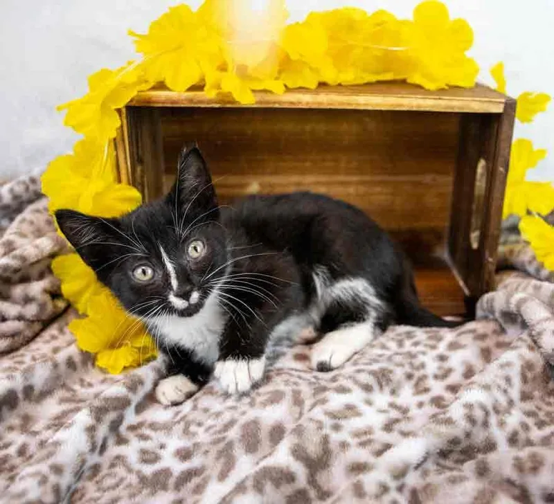 Hyacinth thumbnail 3